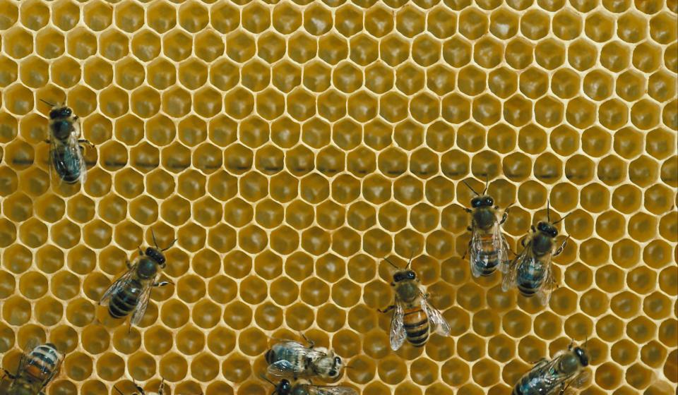 Bees on honeycomb