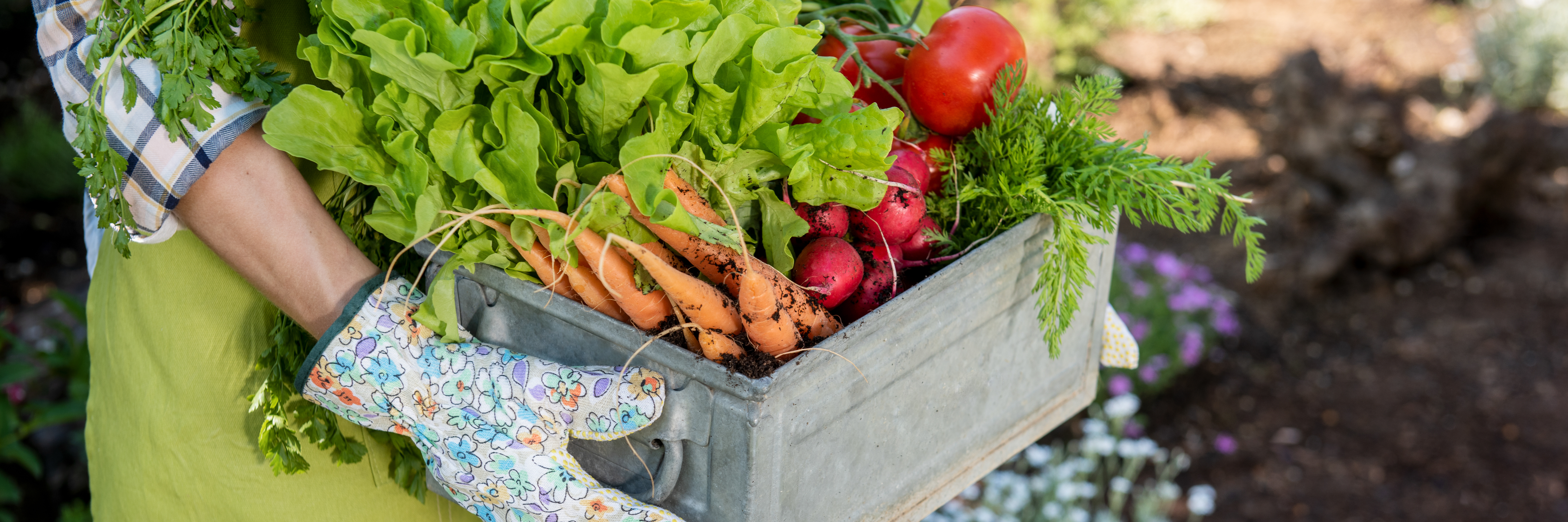 Gardner with crate of vegetables