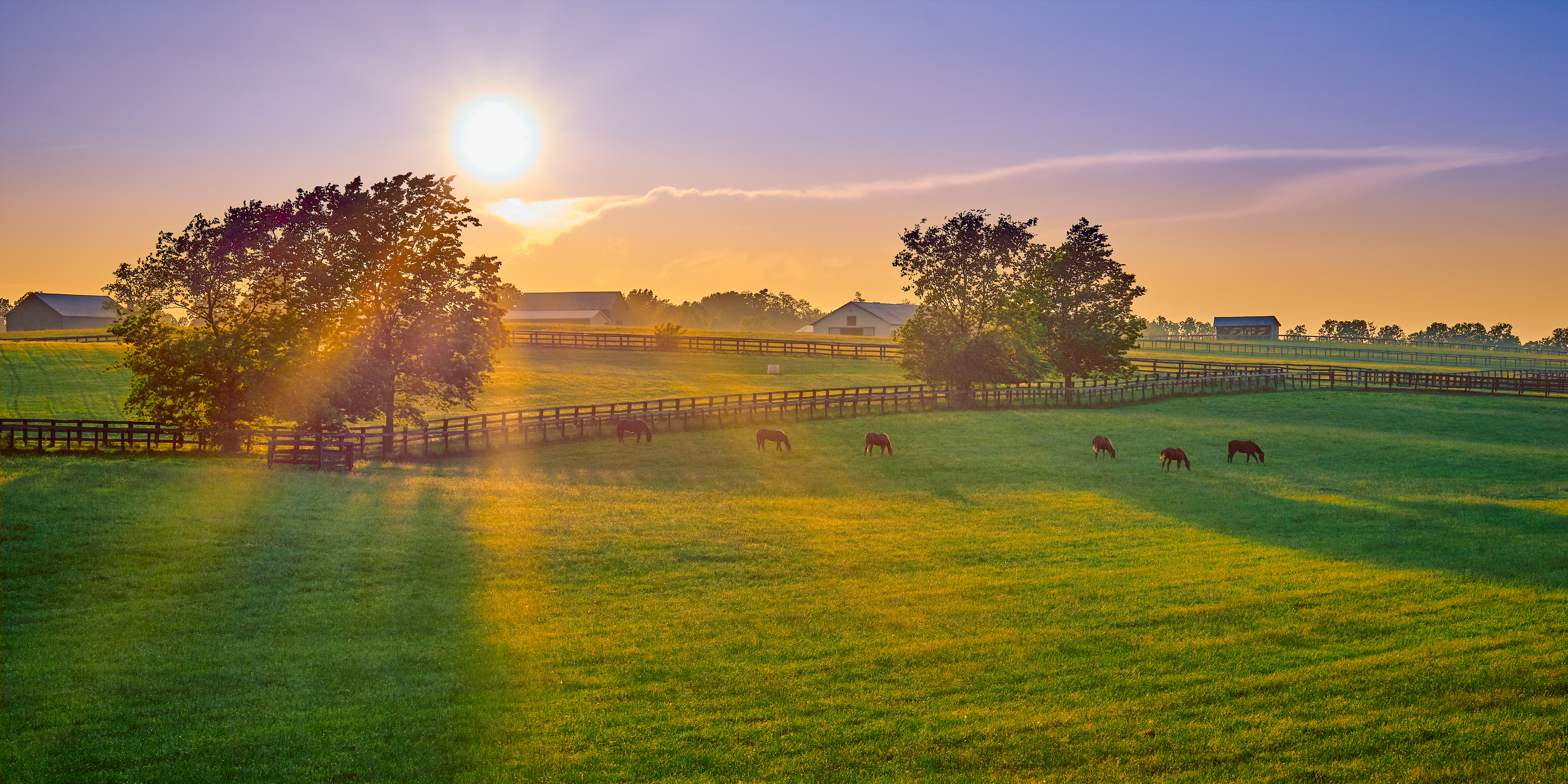 Pasture with horses