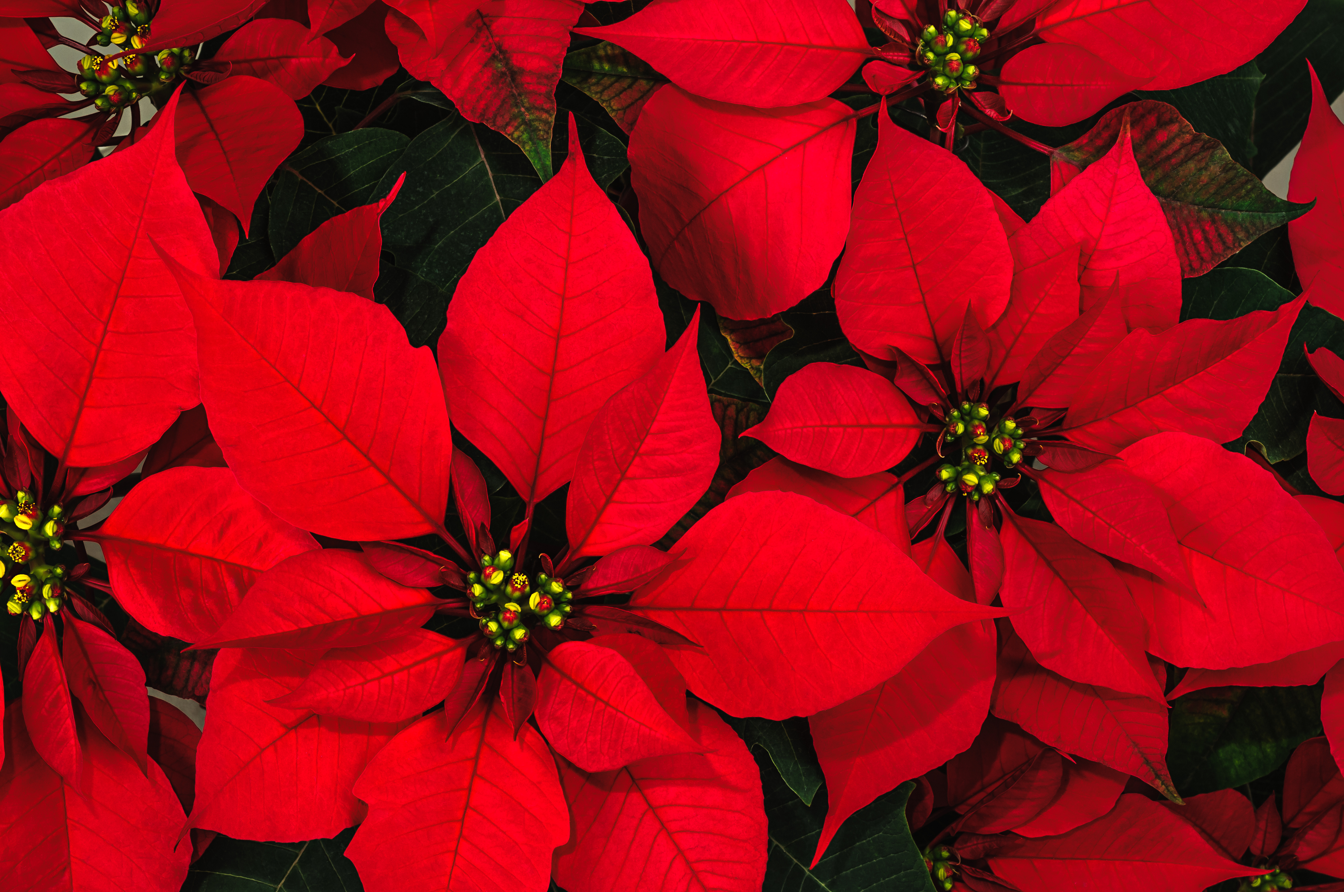 Red poinsettias