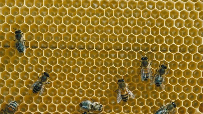 Bees on honeycomb