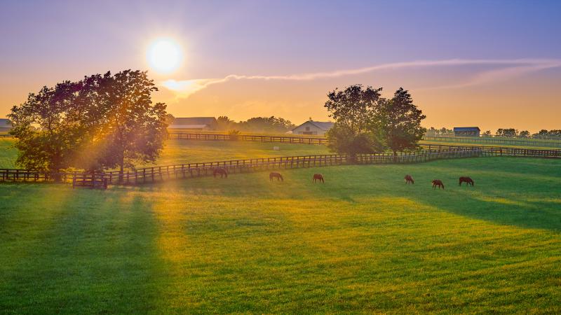 Pasture with horses